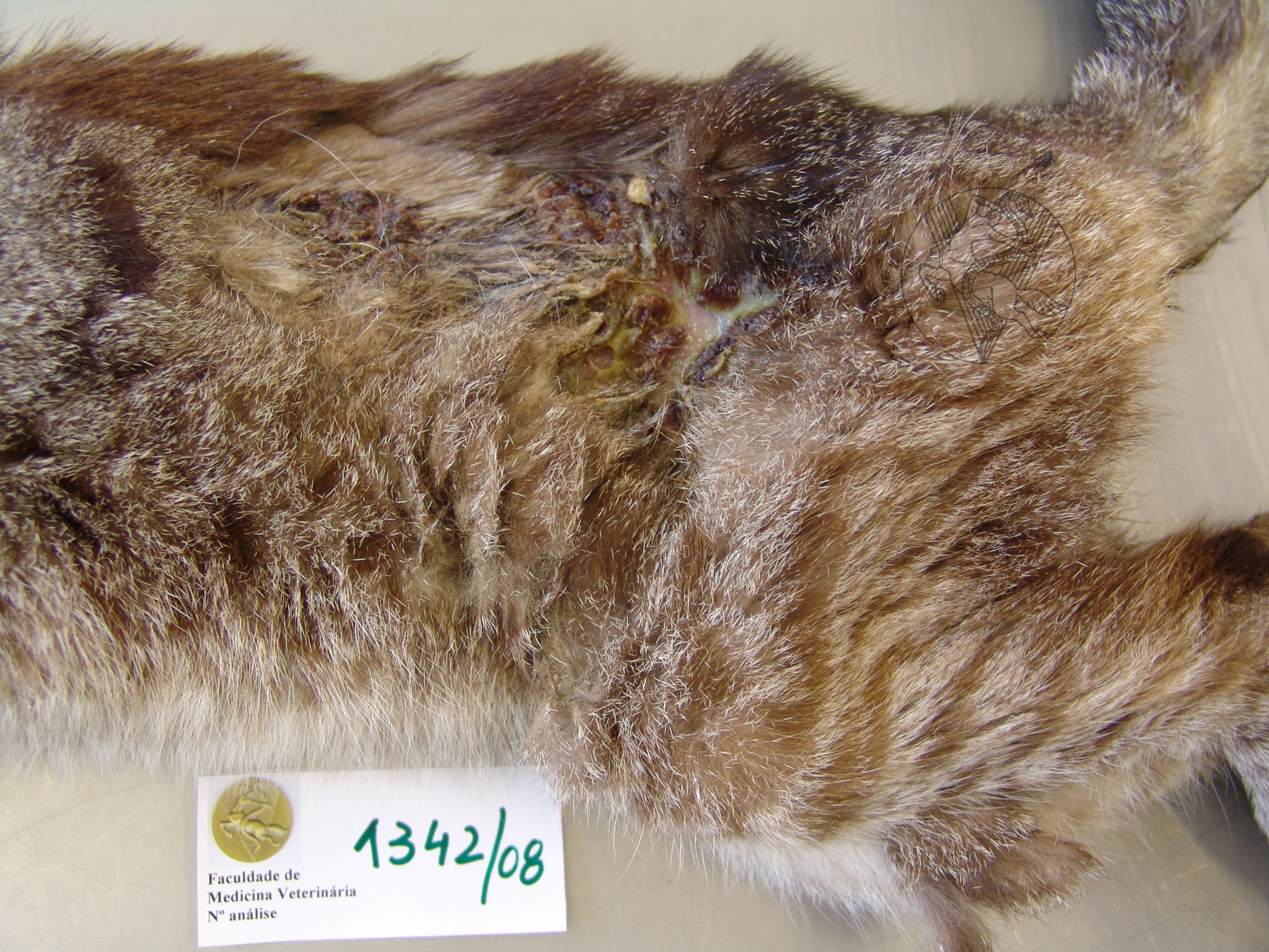 Skin fragility syndrome cat